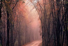 球探网官网：杨鸣：战山东细节决定胜败，张镇麟无法登场，韩德君带伤出战.